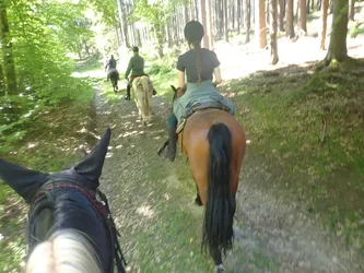 Blick zwischen den Ohren des Pferdes auf die Gruppe auf einem schmalen Waldpfad