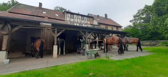 Gesattelte Pferde stehen am offenen Unterstand des Hofes, davor wird geputzt, im Hintergrund das Fachwerkhaus