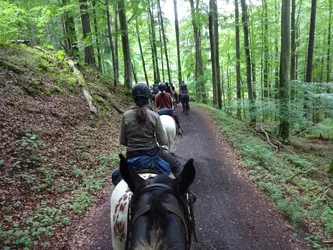 Die Gruppe reitet in langer Reihe einen Schotterweg durch den Buchenwald