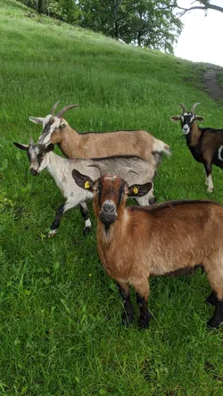 Vier neugierige Ziegen am Hang schauen in die Kamera