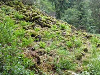 Moosbewachsenes Basaltblockmeer am Waldhang, dazwischen Farne