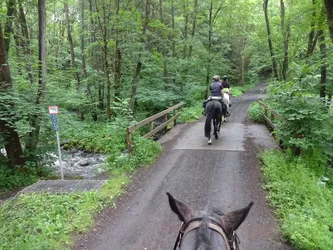 Blick über die Ohren des Pferdes auf zwei Reiter, die eine Holzbrücke über den Waldbach überqueren