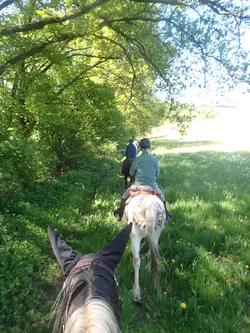 Blick über den Kopf des Pferdes auf einen Reiter auf dem schmalen Weg unter Bäumen