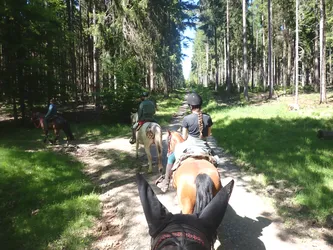 Die Gruppe reitet einen Nadelwaldweg entlang, vorn öffnet sich der Himmel