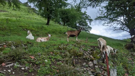Ziegen liegen und stehen am steinigen Hang des Wachtküppels