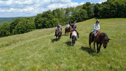 Die Gruppe reitet über die Bergwiese am Waldrand bergab