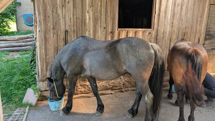 Ein Pferd frisst Kraftfutter aus dem Eimer vor der Bretterwand des Stalls, daneben steht ein Brauner
