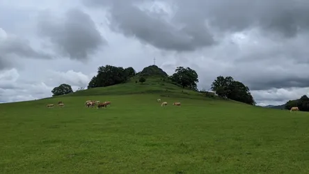 Rinder grasen auf der Weide unterhalb des Wachtküppels mit dem Gipfelkreuz