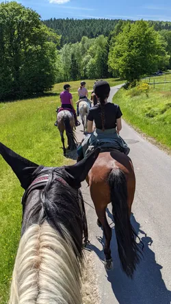 Blick über zwei Pferdeköpfe auf die Gruppe, die die Straße entlangreitet