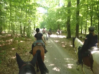 Blick über den Kopf des Pferdes auf die Gruppe im lichten Buchenwald