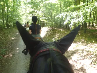 Blick zwischen den Ohren auf den Waldweg, links blühender Holunder