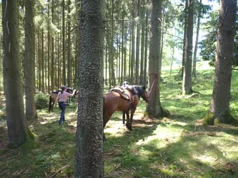 Die Pferde stehen zur Pause im Fichtenwald angebunden