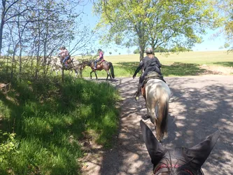 Blick über den Kopf des Pferdes auf die Gruppe unter einer Baumreihe am Hang