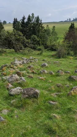 Eine Fläche mit hellen Basaltbrocken auf der Bergwiese, dahinter Fichten und die offene Hochfläche