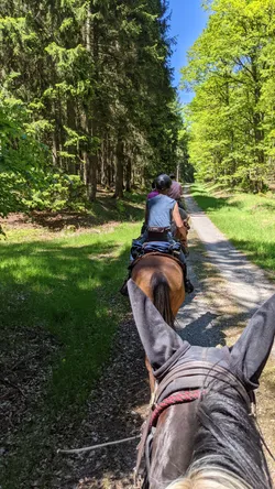 Blick zwischen den Ohren auf einen sonnigen Waldweg mit einem Reiter voraus