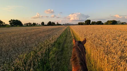 Waldbetretungsrecht, Landwirtschaft & Jagd beim Wanderreiten