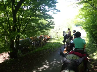 Die Gruppe reitet an einer Kuhherde vorbei, die im Schatten am Wegrand liegt