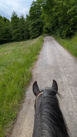 Blick über die Ohren eines Grauschimmels auf einen Schotterweg, der zwischen Wiese und Wald bergauf führt
