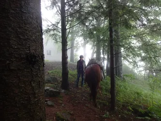 Jemand führt einen Fuchs den nebligen Waldpfad hinunter, oben verschwindet das Haus im Nebel
