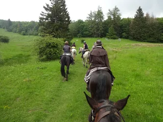 Die Gruppe reitet über eine Bergwiese auf den Fichtenwald zu