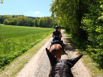 Blick über den Kopf des Pferdes auf einen Feldweg zwischen Getreidefeld und Waldrand