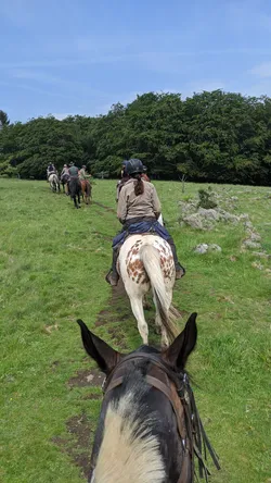 Die Gruppe reitet unter blauem Himmel einen Wiesenpfad hinauf, rechts liegen Basaltbrocken im Gras