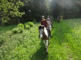 Reiterin auf einem Schecken kommt im Gegenlicht auf dem Grasweg entgegen, dahinter drei weitere