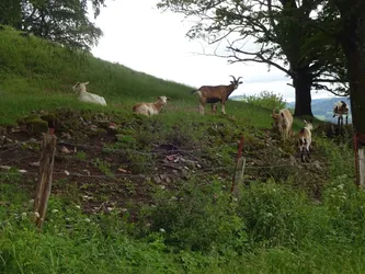Ziegen am steinigen Hang hinter dem Weidezaun, rechts ein alter Baum