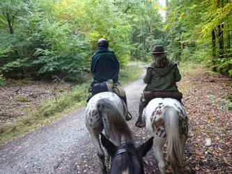 Blick über die Ohren des eigenen Pferdes auf zwei Reiter auf Tigerschecken im herbstlichen Buchenwald