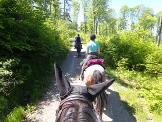 Blick zwischen den Ohren des Pferdes auf die Gruppe, die einen Waldweg entlangreitet