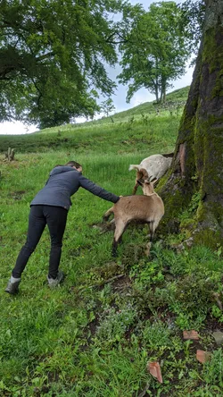 Jemand streichelt eine braune Ziege am Hang unter einem alten Baum