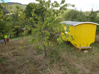 Ein gelber Schäferwagen mit Rundbogendach auf der Obstwiese, davor ein Kirschbaum