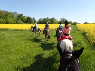 Die Gruppe reitet auf einem Grasweg zwischen blühenden Rapsfeldern