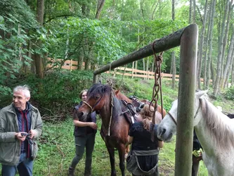 Die Pferde stehen an einem hölzernen Anbindebalken im Wald, zwei aus der Gruppe versorgen sie