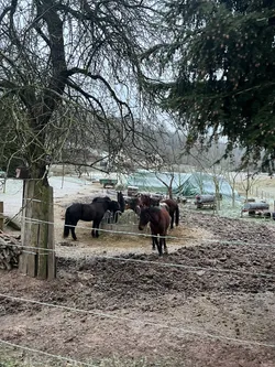Pferde fressen an der Heuraufe im Winterauslauf, davor der Elektrozaun und ein kahler Obstbaum mit Nistkasten