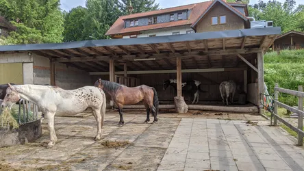 Am Paddock des Hofes: Ein Tigerschecke frisst Heu aus der Raufe, dahinter der offene Unterstand