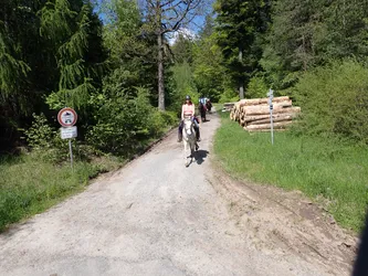 Reiterin auf einem Schimmel auf dem Forstweg, daneben ein Stapel frisch geschlagener Stämme
