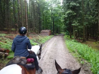 Blick über die Ohren des Pferdes auf eine Reiterin, der Waldweg führt an einem Holzpolter vorbei