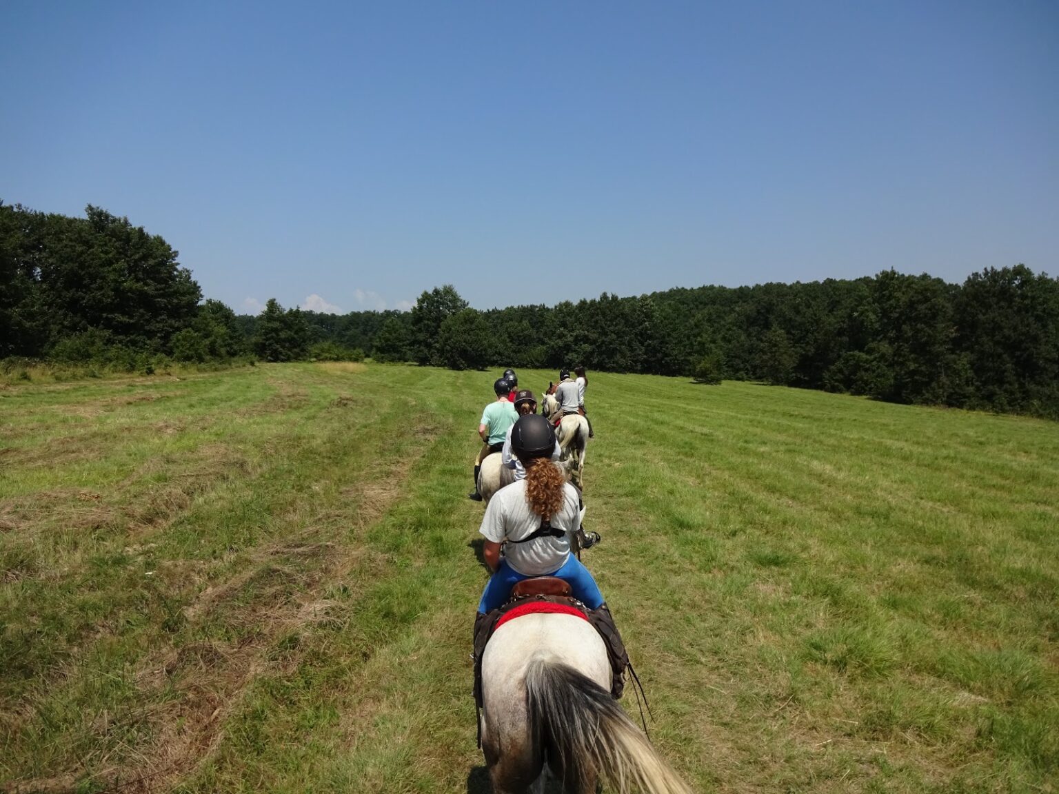 Blick zwischen den Ohren des Pferdes über eine gemähte Wiese, die Reitgruppe zieht vorweg auf den Waldrand zu