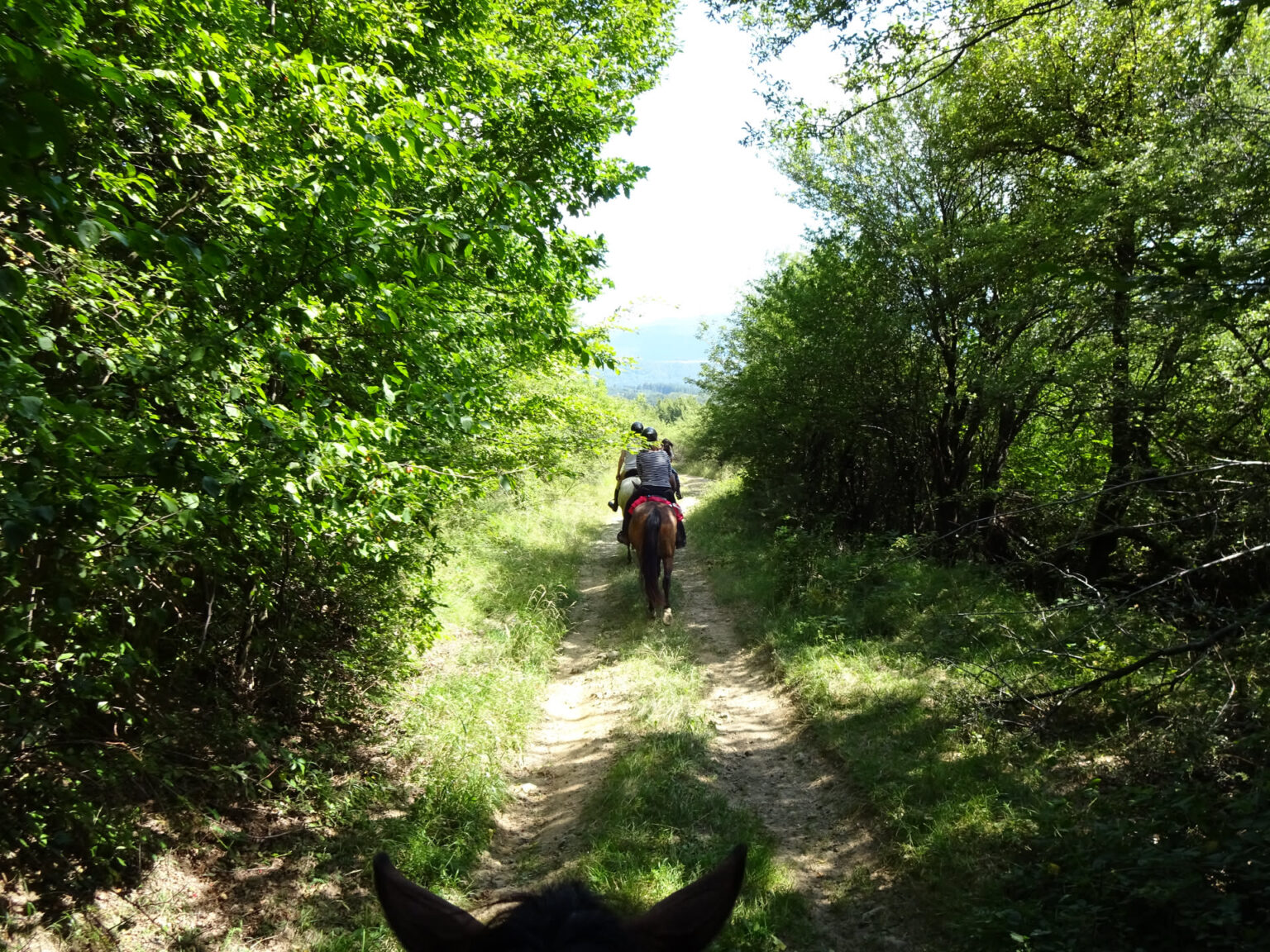 Blick zwischen den Ohren des Pferdes in einen von Grün überwachsenen Hohlweg, der steil bergab führt