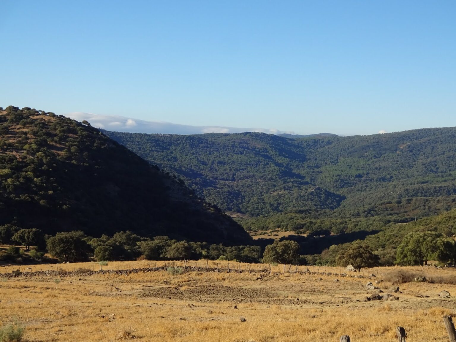 Blick von einer Höhe über ein bewaldetes Tal des Naturparks Los Alcornocales, im Vordergrund trockenes Gras