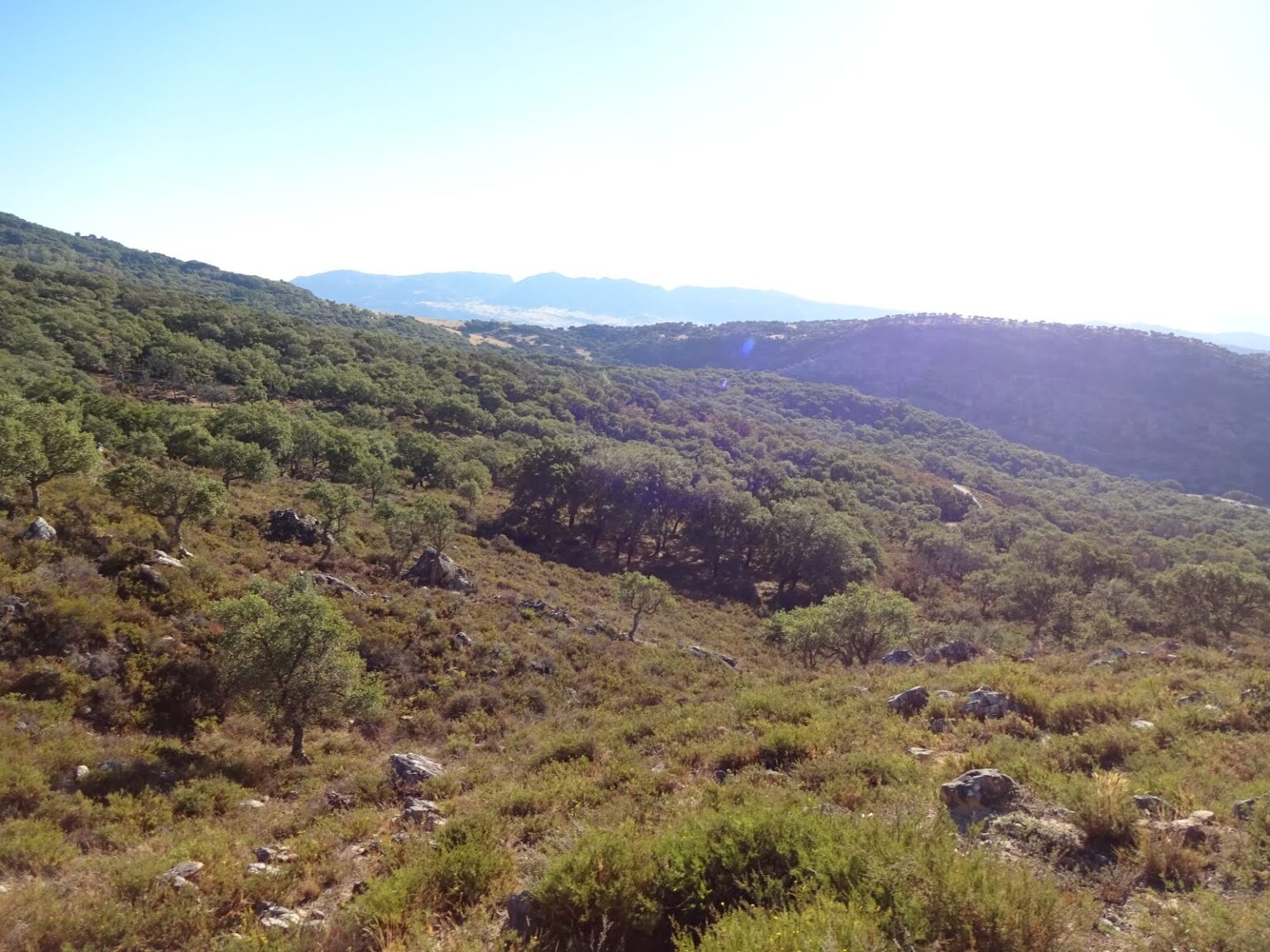 Weiter Blick über bewaldete Bergrücken, die sich bis zum dunstigen Horizont staffeln