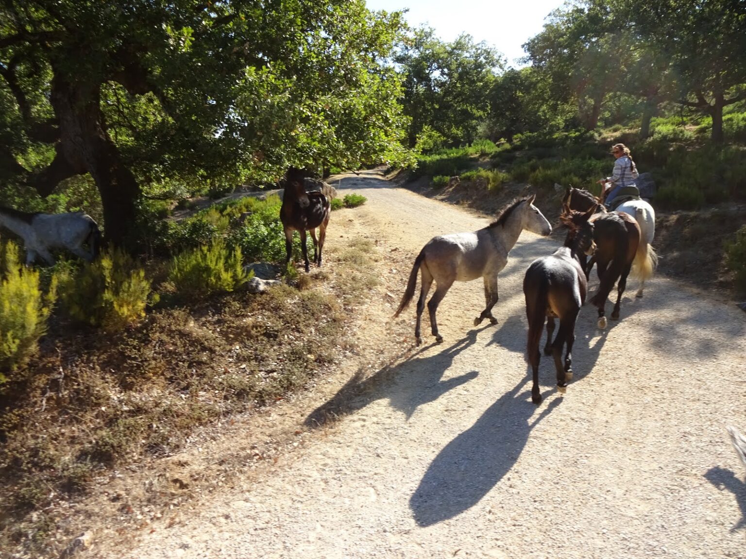 Mehrere Maultiere laufen auf dem Schotterweg vor der Reitgruppe her