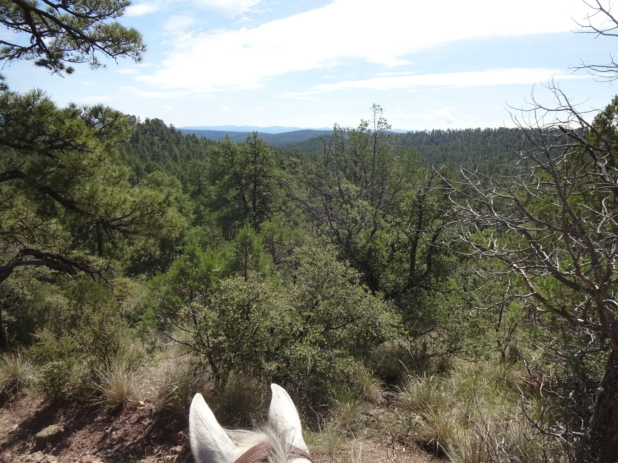 Wanderritt New Mexico – Tag 4: Über die Hochebene nach Woodland Park