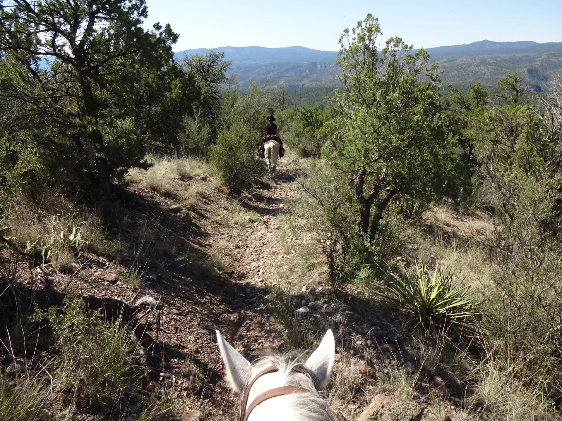 Wanderritt New Mexico – Tag 5: Abstieg zur West Fork und zurück zum Corral