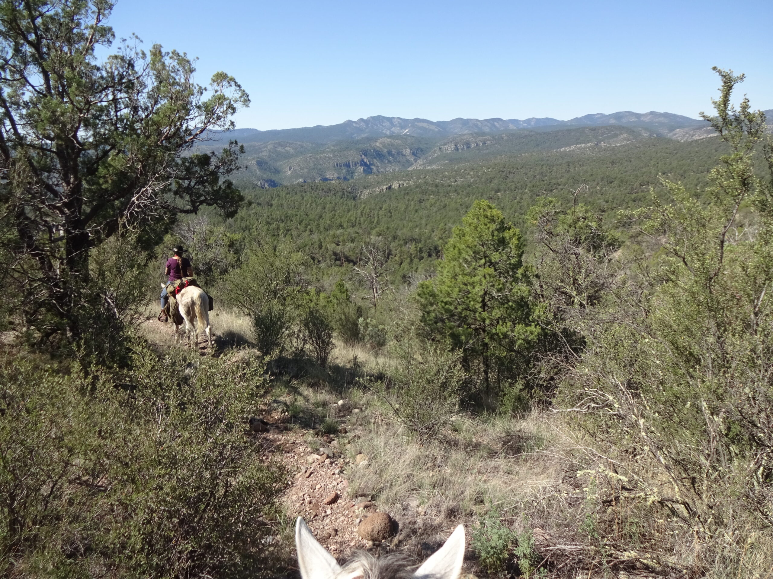 Region New Mexico / Gila National Forest