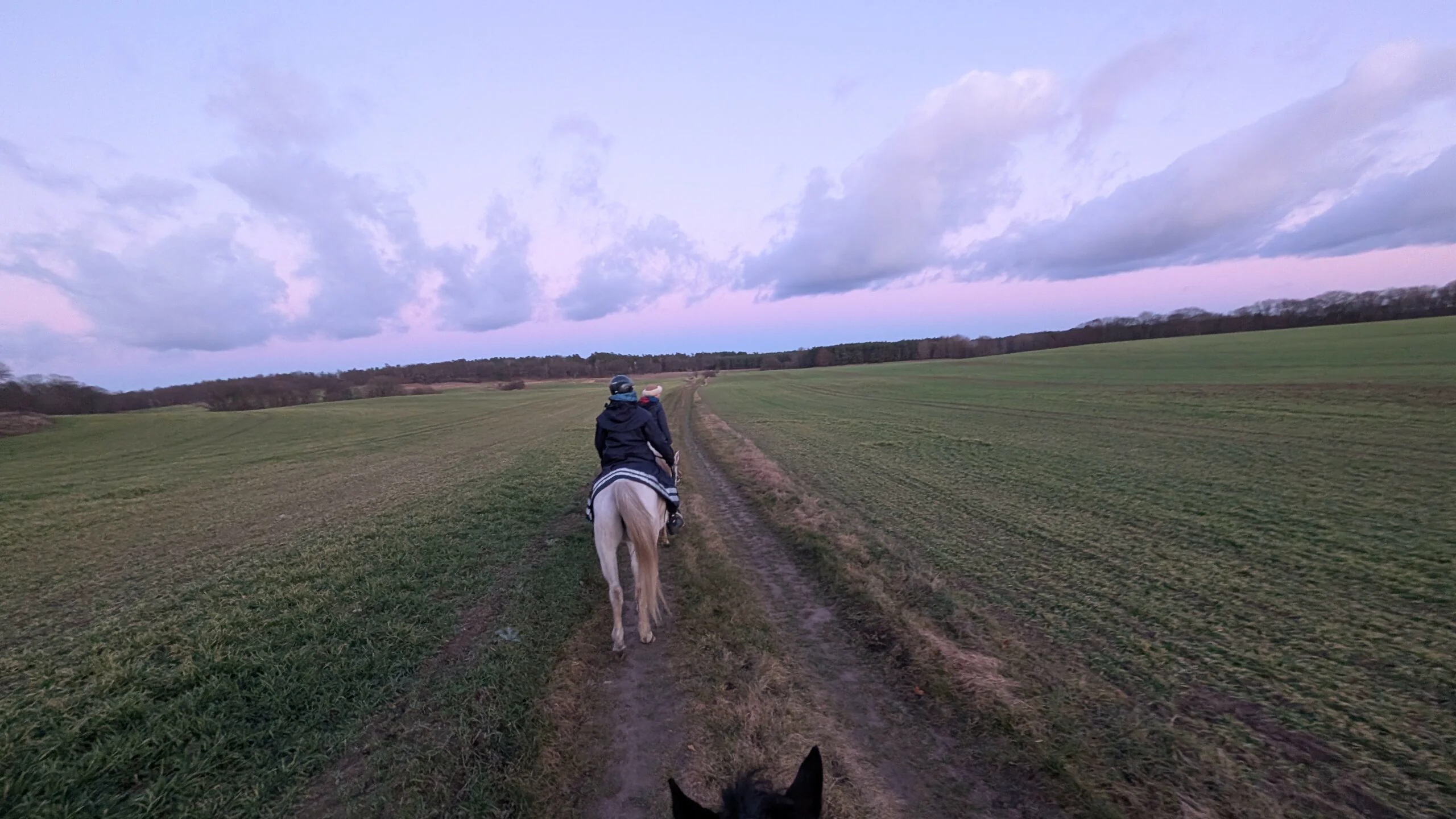 Reiterin auf einem Schimmel auf einem Feldweg zwischen weiten Feldern, am Horizont ein Waldrand unter rosa gefärbtem Dämmerungshimmel