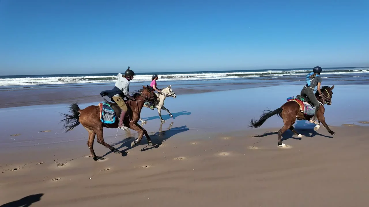 Galopp am Strand in Marokko – das Video vom Atlantik